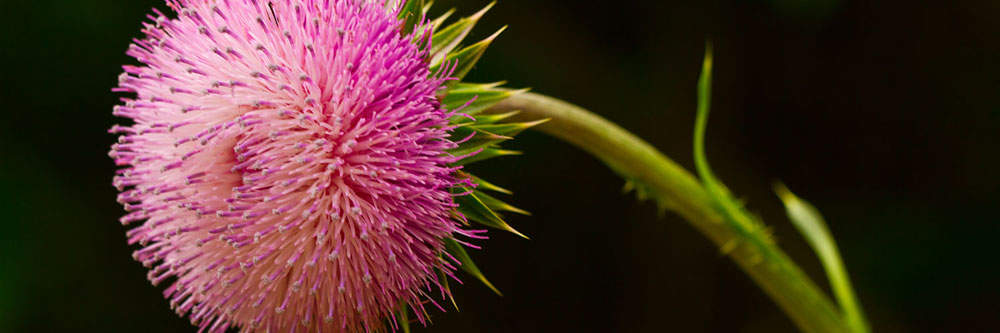 Deltasone can be recommended by your healthcare carrier if you have low degrees of corticosteroids (substances that happen in the physical body normally) and should be taking some medications to preserve them at the very same level.